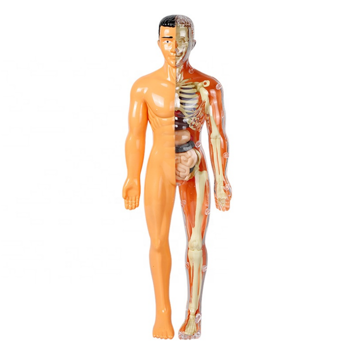 Human Anatomy Model Kit