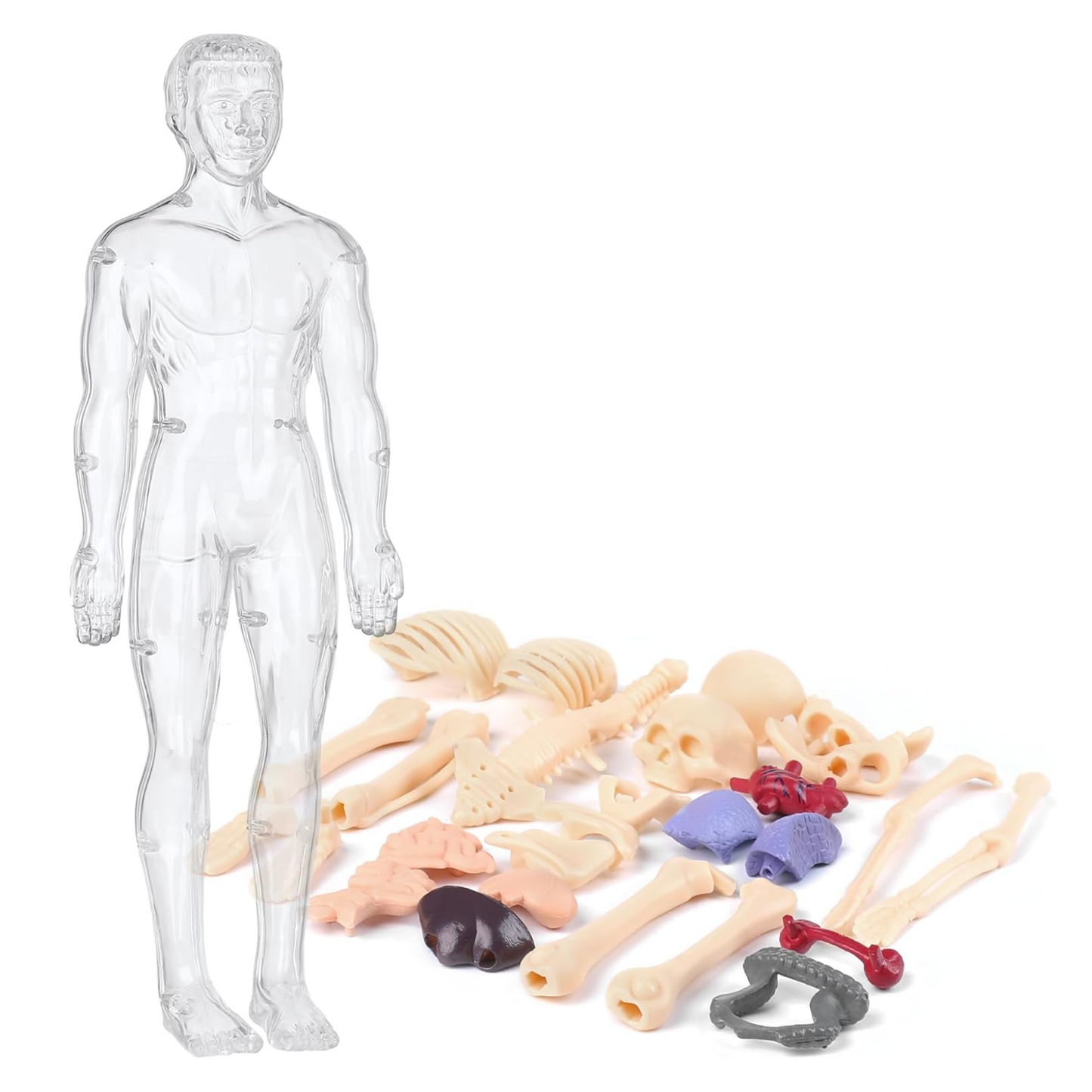 Human Anatomy Model Kit
