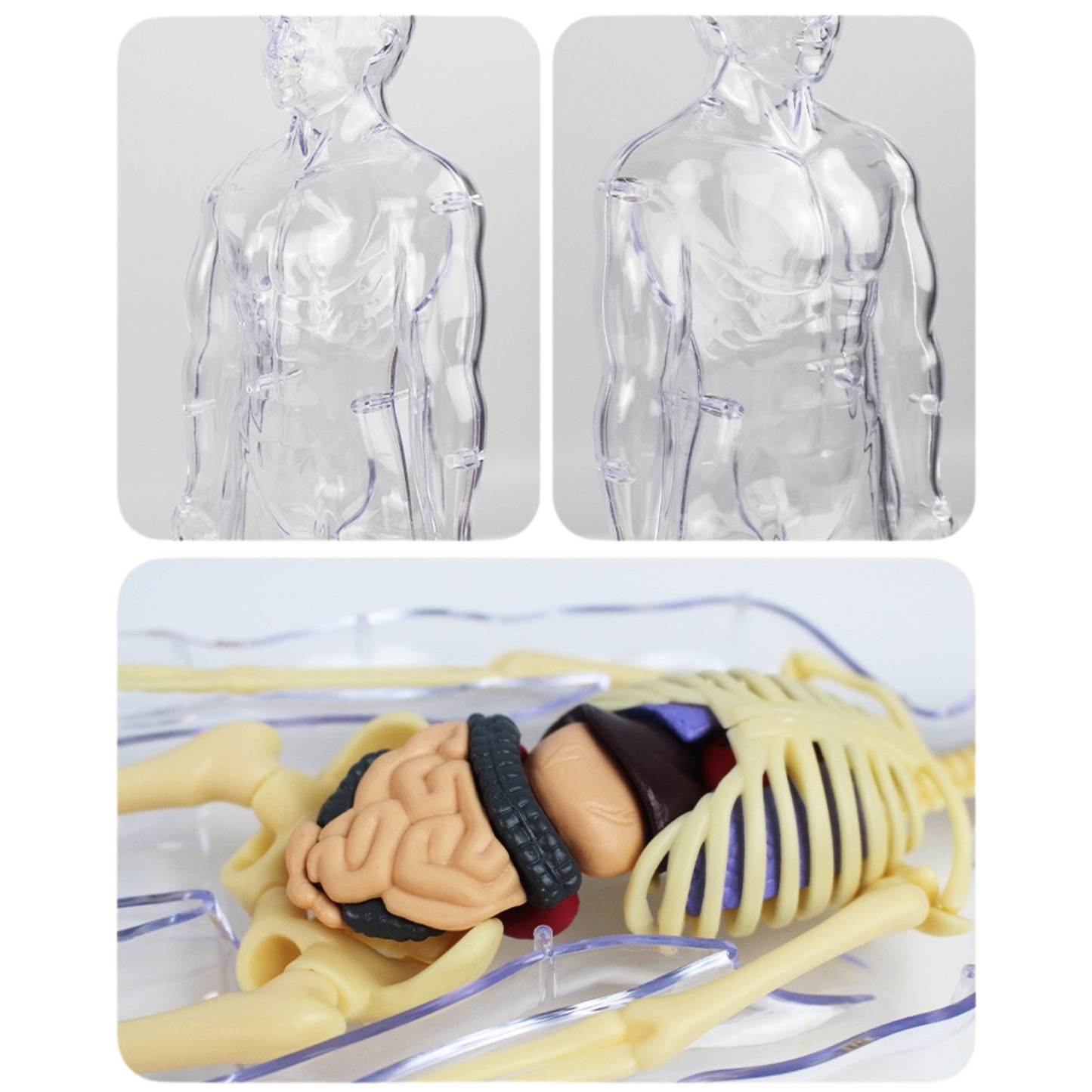 Human Anatomy Model Kit