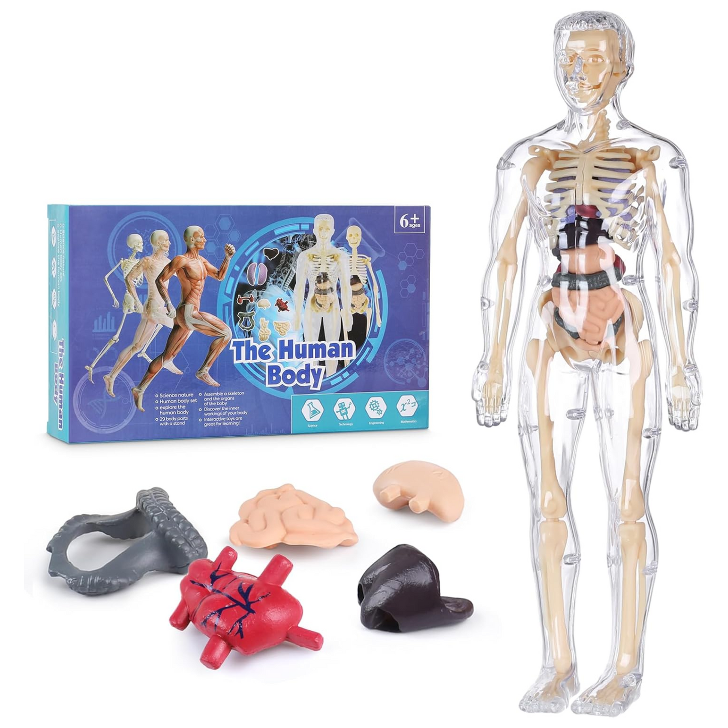 Human Anatomy Model Kit