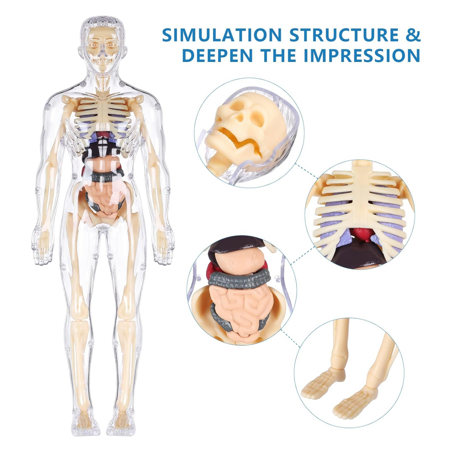 Human Anatomy Model Kit