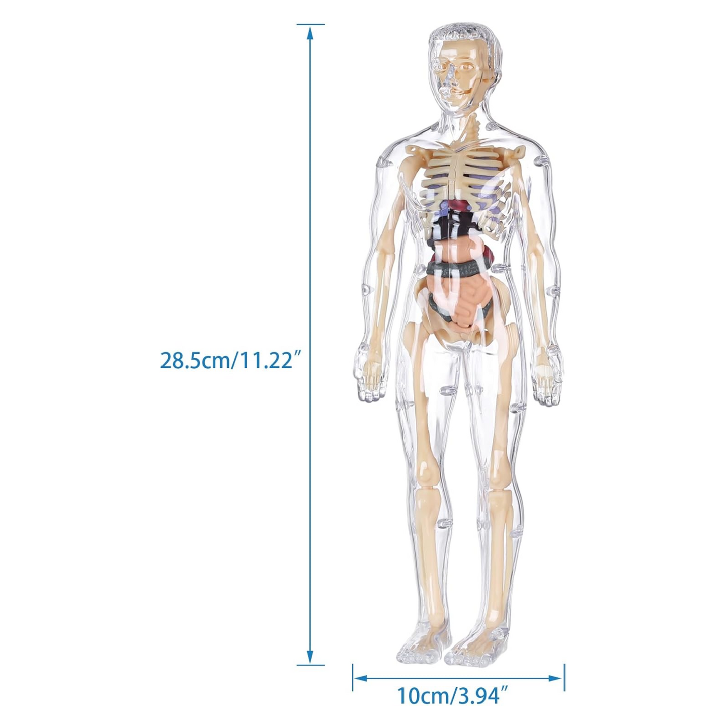 Human Anatomy Model Kit