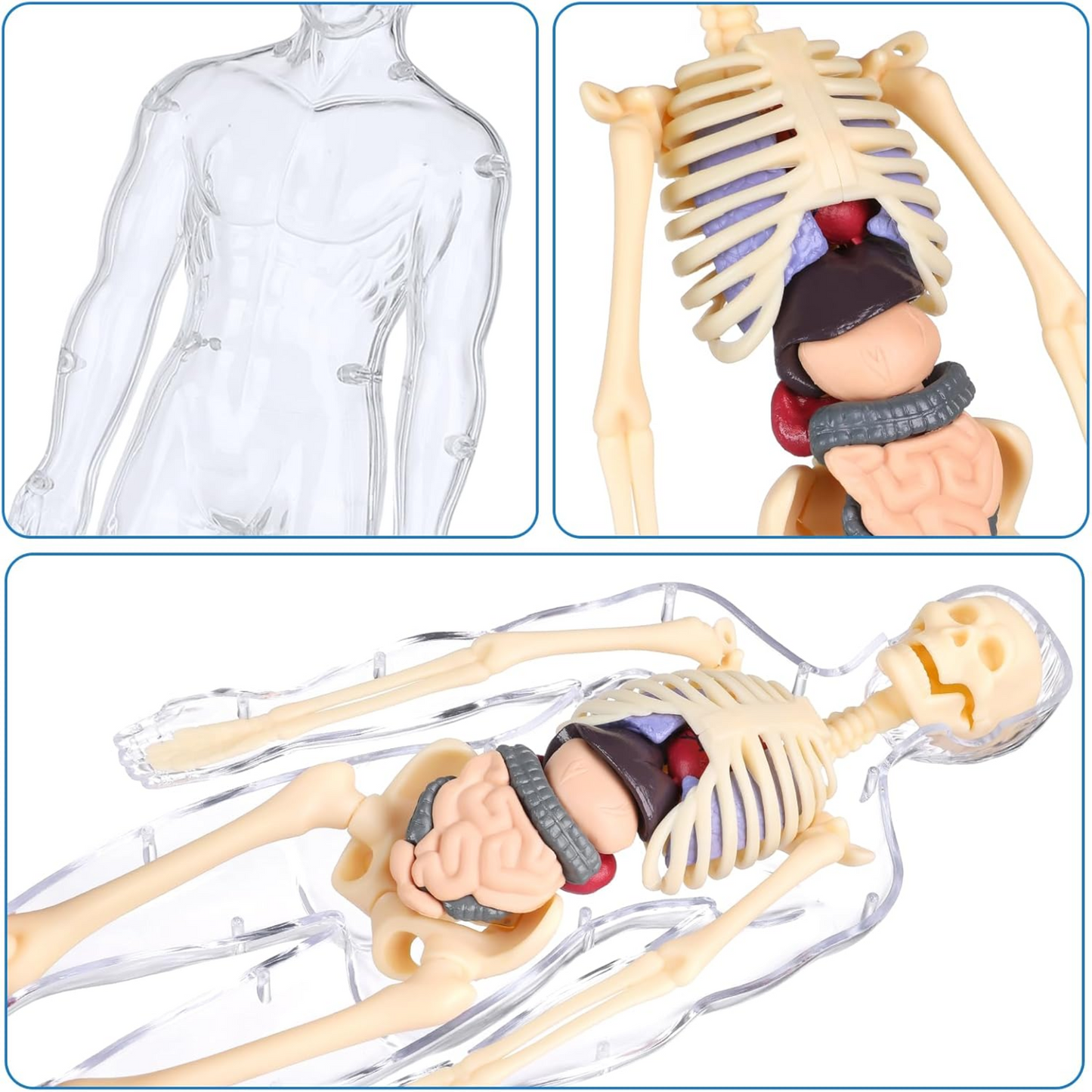 Human Anatomy Model Kit
