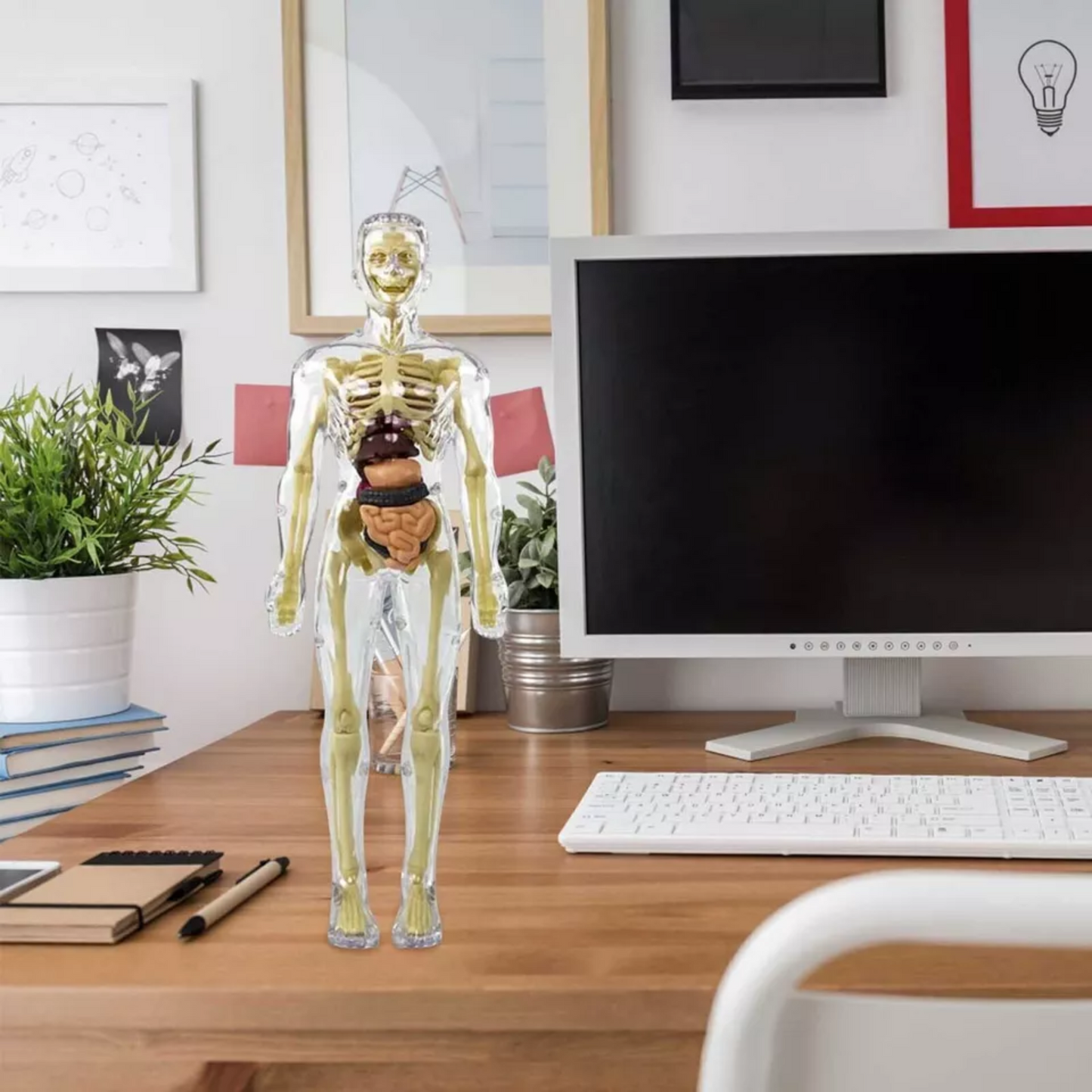 Human Anatomy Model Kit