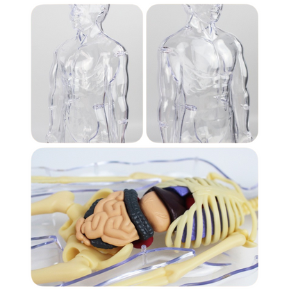 Human Anatomy Model Kit