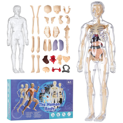 Human Anatomy Model Kit