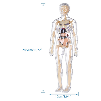 Human Anatomy Model Kit