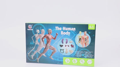 Human Anatomy Model Kit
